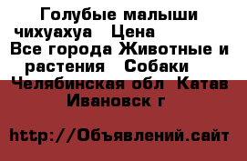 Голубые малыши чихуахуа › Цена ­ 25 000 - Все города Животные и растения » Собаки   . Челябинская обл.,Катав-Ивановск г.
